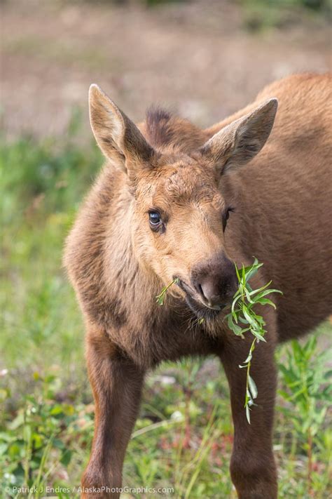 Wildlife Archives - AlaskaPhotoGraphics