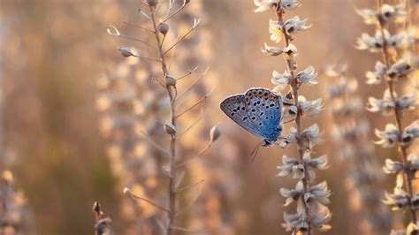 Download wallpaper 1920x1080 butterfly, blue, insect, flowers, summer full hd, hdtv, fhd, 1080p ...