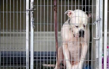 Dog Abandoned At Shelter As Family Gets Evicted, But His Sad Photo Finds Him A New Home ...