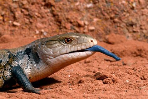 10 Blue-Tongued Skink Facts - Fact Animal