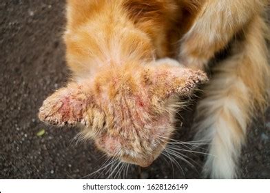 Mange In Cats: Causes, Symptoms, Treatment, And Prevention Daily Paws | atelier-yuwa.ciao.jp