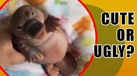 STRANGE creatures, cute or ugly NEWBORN animals - YouTube