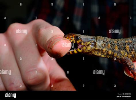 Yellow spotted night lizard hi-res stock photography and images - Alamy