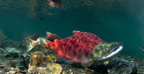 Migration Through the Eyes of a Salmon – Association of Northwest Steelheaders