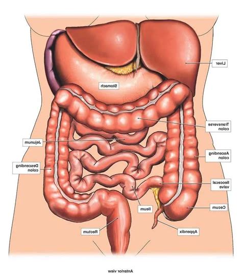 Internal organs diagram