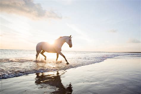 "Horse On The Beach At Sunset." by Stocksy Contributor "Hugh Sitton ...