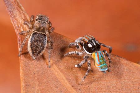 Peacock spider Maratus volans