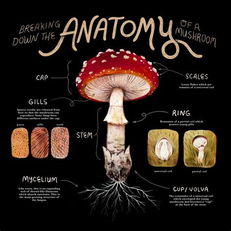 Pin by Hunter on Infographic Format Ideas in 2021 | Stuffed mushrooms, Risograph print, Mushroom ...