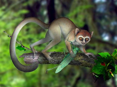 Tiny, Ancient Tree-Dweller Was One Of Earth's Earliest Primates : NPR