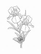 Iris coloring Pages sketch template