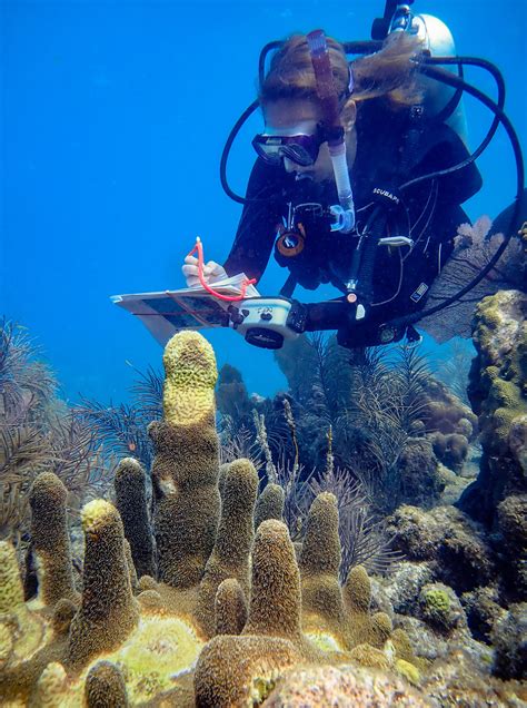 Pillar Coral Was Already Rare On Florida Reefs. Now Biologists Say It's 'Extinct' | WUSF Public ...