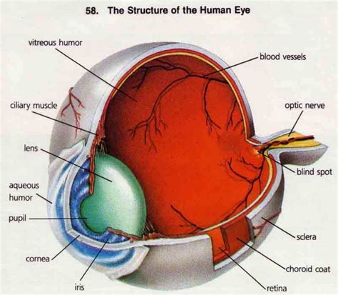 3D Model Of Structure Of Eye 3D Model Human Eye Anatomy – Human Anatomy ...