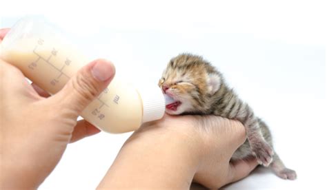 Kitten Care For Newborn Kitten - Pets Kingdom