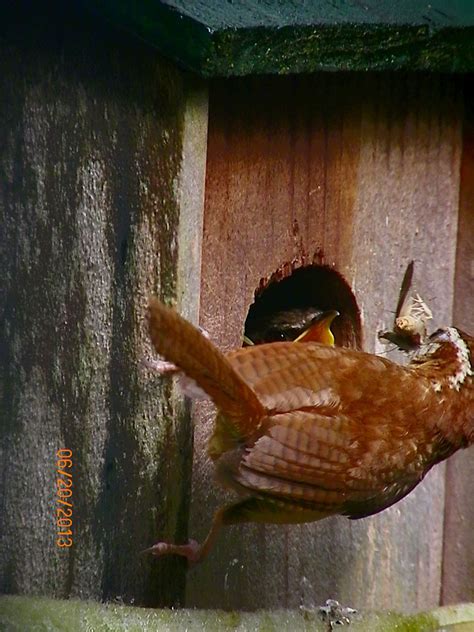 Mamma Wren feeding her babies. Backyard photo | Backyard sanctuary, Backyard, Florida panhandle