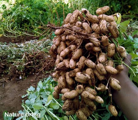 How to Grow Peanuts | Growing Peanuts in pots | Groundnut care ...