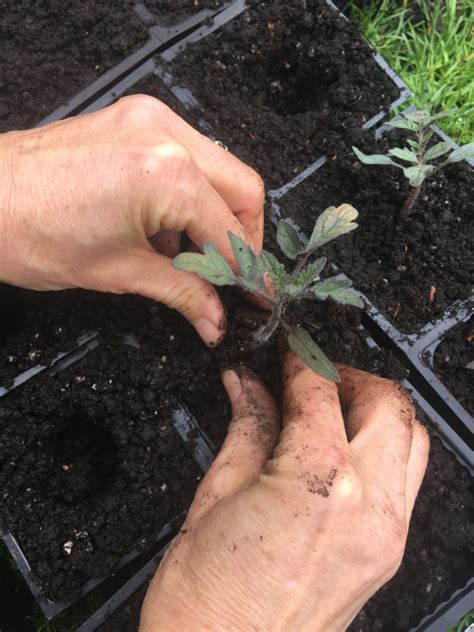 TRANSPLANTING SEEDLINGS - Walnut Kitchen