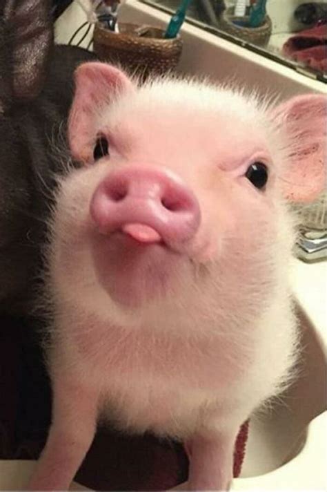 40 Heartbreakingly Cute Pigs You Need To See | Bored Panda