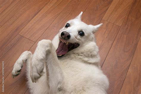 the white kind dog of the West Siberian husky Laika is fooling around ...