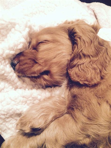 Cocker spaniel puppy sleeping | Cocker spaniel puppies, Puppies and kitties, Spaniel breeds