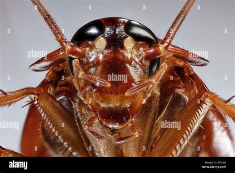 ECU Cockroach Face Detail American Cockroach - Periplaneta americana Stock Photo - Alamy