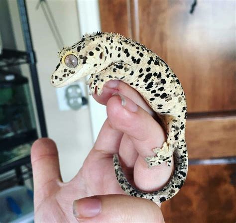 Wimpergekko | Crested gecko morphs, Crested gecko, Gecko terrarium