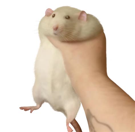 Rat Hand Blank Template - Imgflip