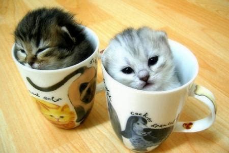 so random: Cuppy Kittens