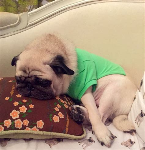 Awkward pug sleeping position. #cheeze | Baby pugs, Pug love, Pugs