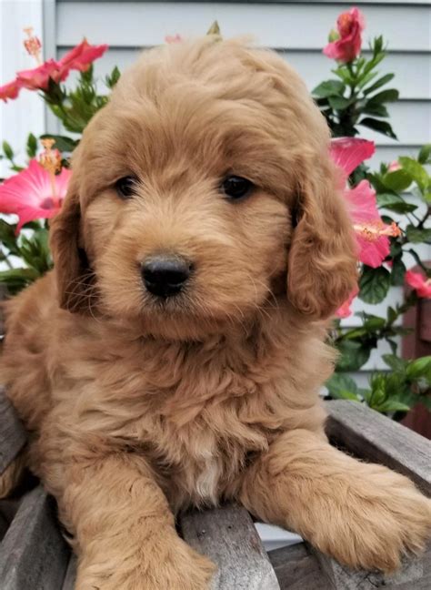 Puppy doodles for sale – Arrue