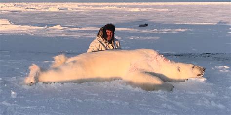 Polar Bear Hunts - Canadian High Arctic Adventures