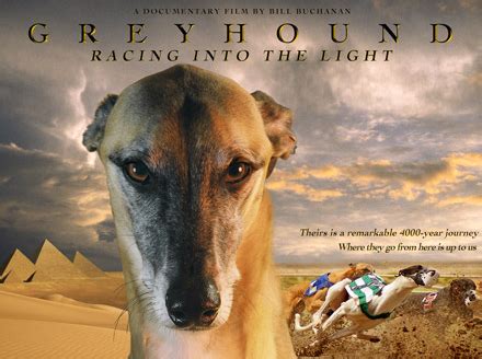 Greyhound: Racing Into The Light | Documentary Educational Resources