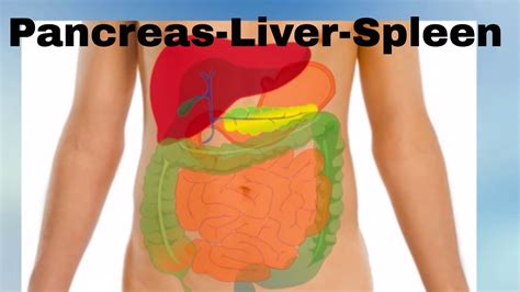 Spleen And Pancreas