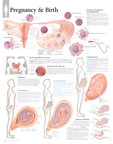 Pregnancy & Birth | Scientific Publishing