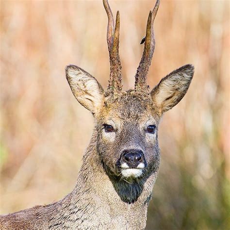 Roe deer antlers fall off around November. New antlers start growing ...