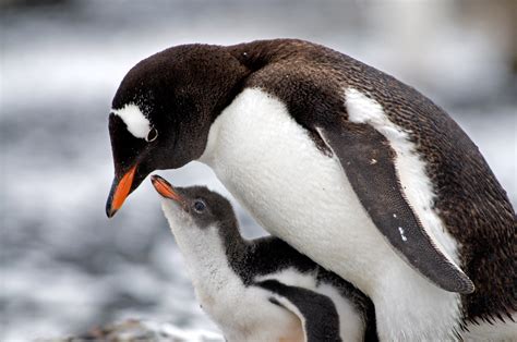 Gentoo Penguin | The Biggest Animals Kingdom