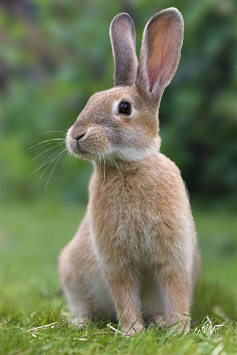 Rabbit Totem & Symbolism – The Spirit of Abundance – AnimalTotem.com