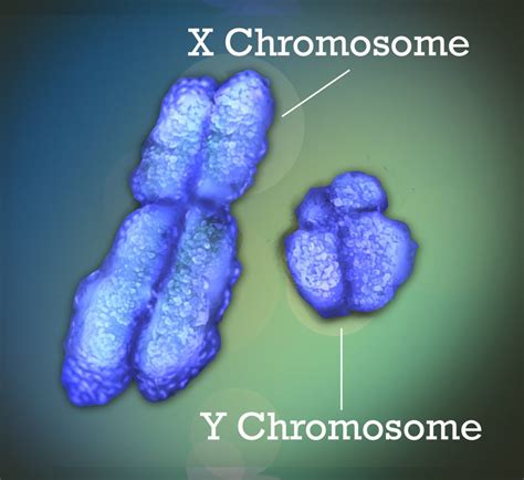 5.2 Chromosomes and Genes – Human Biology