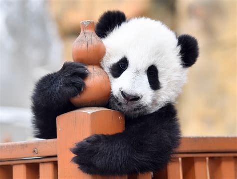 Cute giant panda cubs grow well at panda research center in Shaanxi ...