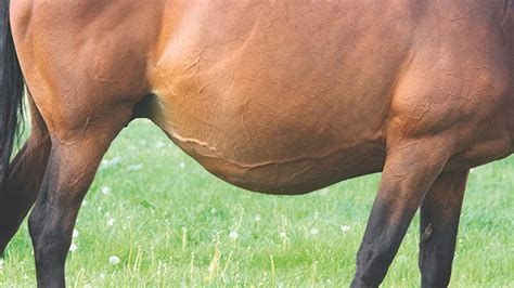 Feeding the pregnant mare - Horse & Hound