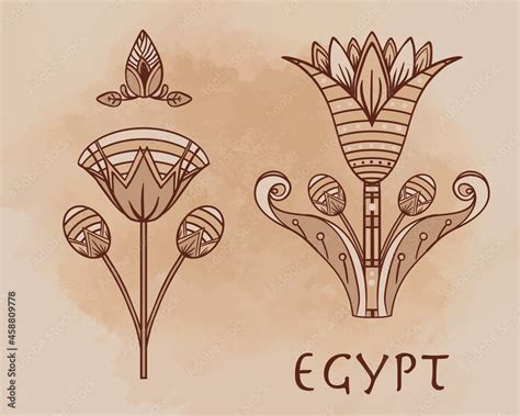 Egyptian Lotus Flower Pictures