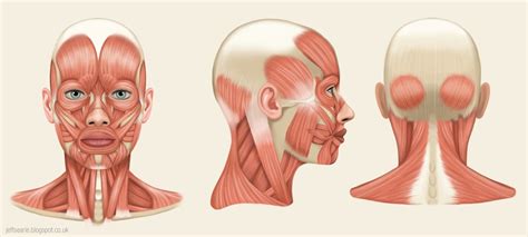 Head Muscles Diagram | Quizlet