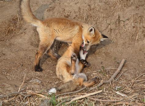 Two Red Fox pups playing outside their den 6278586 Stock Photo at Vecteezy