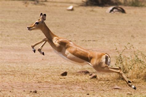 Gazelle running | brainzina | Flickr