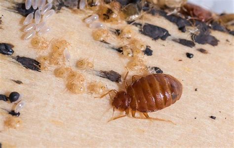 What To Do About Bed Bugs In Your Everett Home