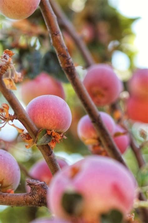 Oak Glen Apple Picking: Day Trip Guide | Sea to Sequoia