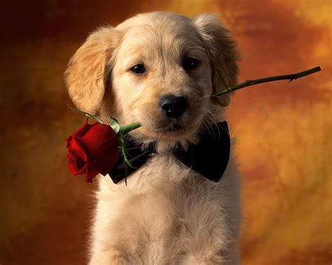 Cute Puppies Wallpapers For Mobile