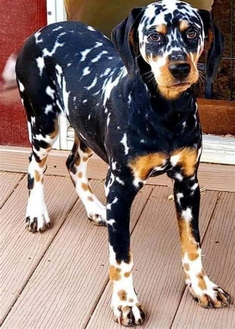 Beautiful Tri-colored Dalmatian - MyConfinedSpace