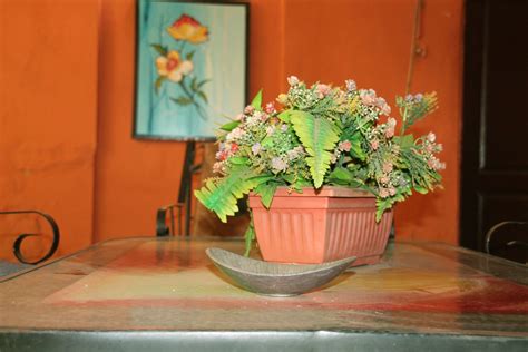 Free Images : senegal, plant, flowerpot, floristry, leaf, flora, flower arranging, houseplant ...