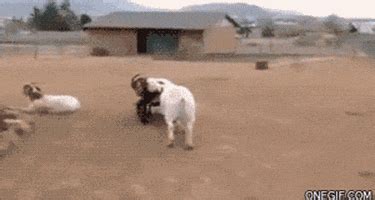 Farm Animals GIFs - Find & Share on GIPHY