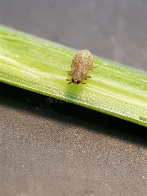 Rice Plant Hopper Insect or Brown Planthopper Stock Image - Image of ...